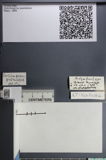 Media type: image;   Entomology 585593